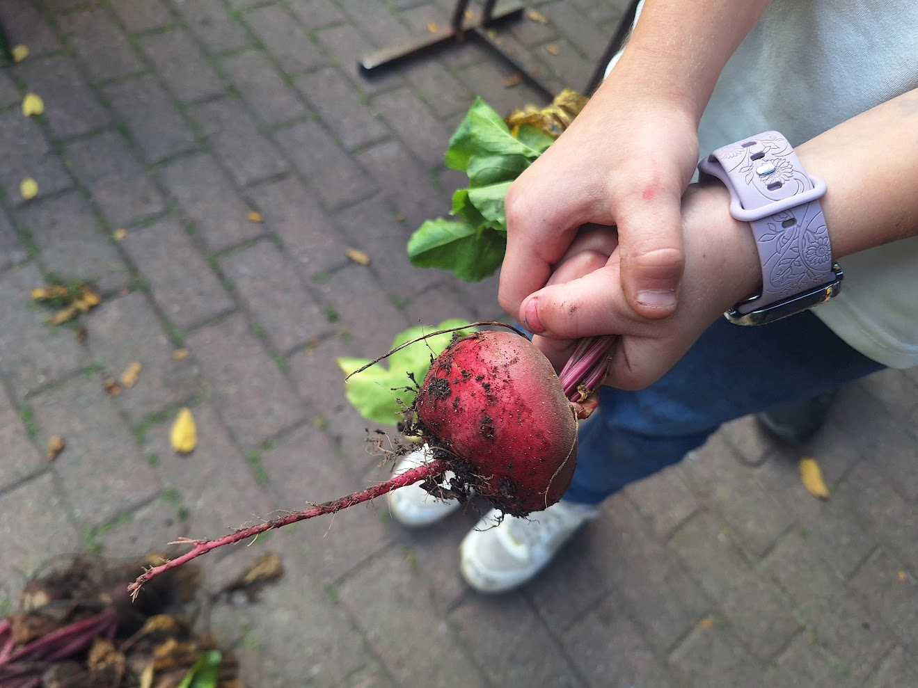 Kinderhände halten eine Rote Beete hoch