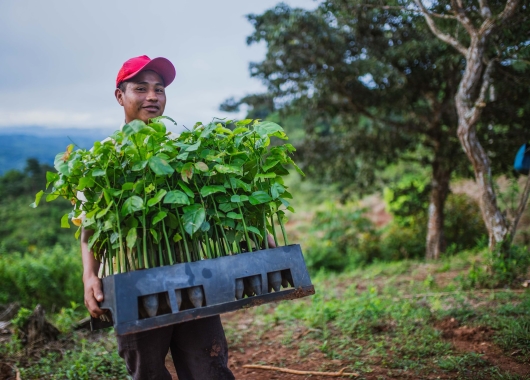 Bild von THE GENERATION FOREST, Mann, der eine Kiste mit Baumsetzlingen trägt.