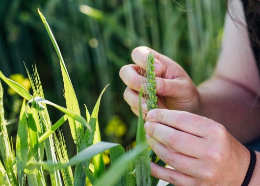 Jubiläum: 25 Jahre Zukunftsstiftung Landwirtschaft