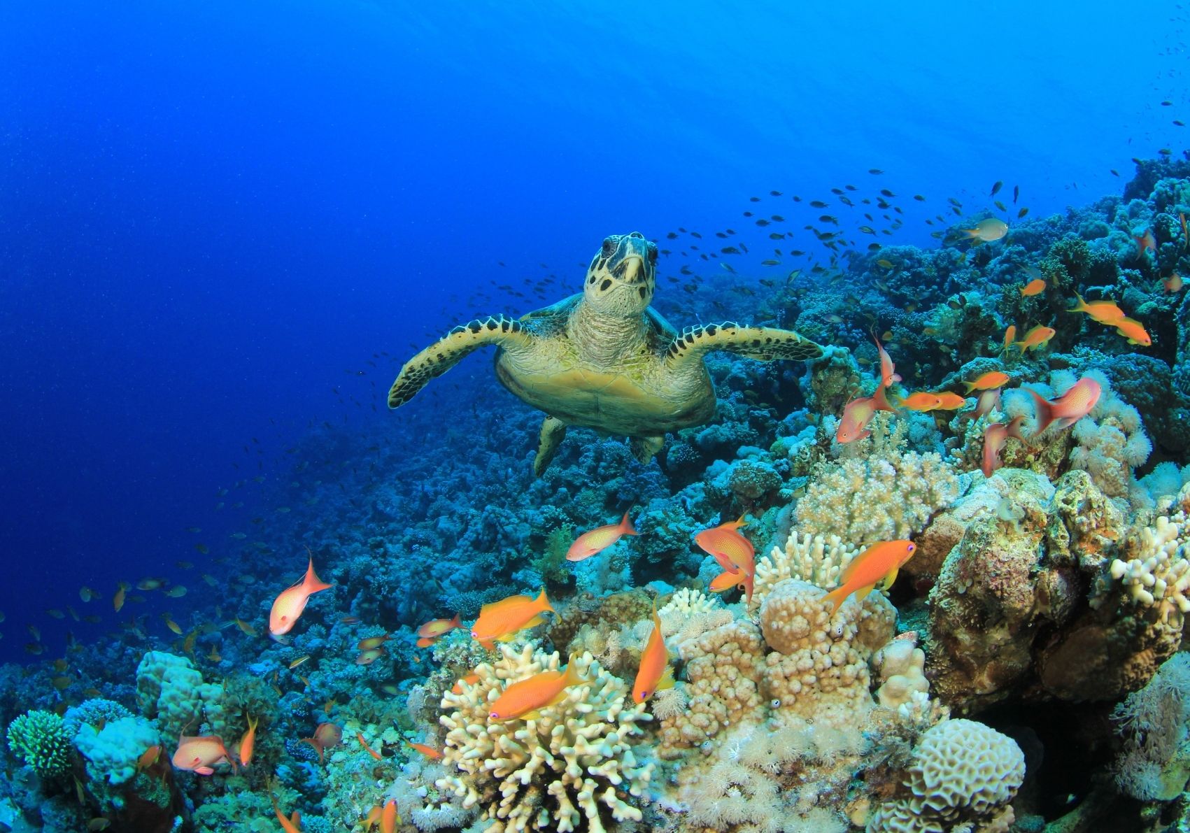 Symbolbild Biodiversität