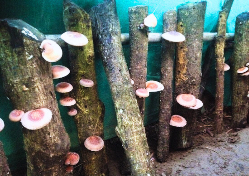 Pilz Anzucht