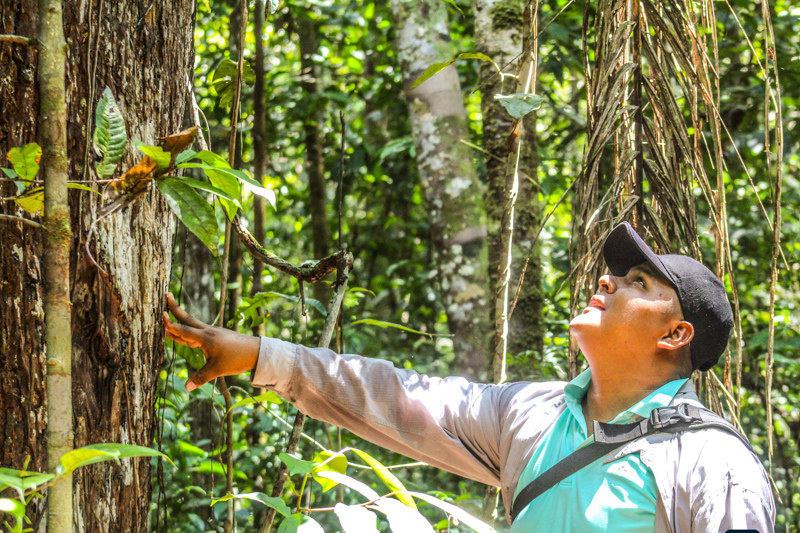 Ein Peruaner schaut hoch zu einem Regenwaldbaum 