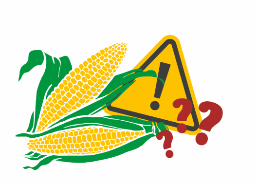 Gezeichnete Maiskolben mit Ausrufe- und Fragezeichen versehen