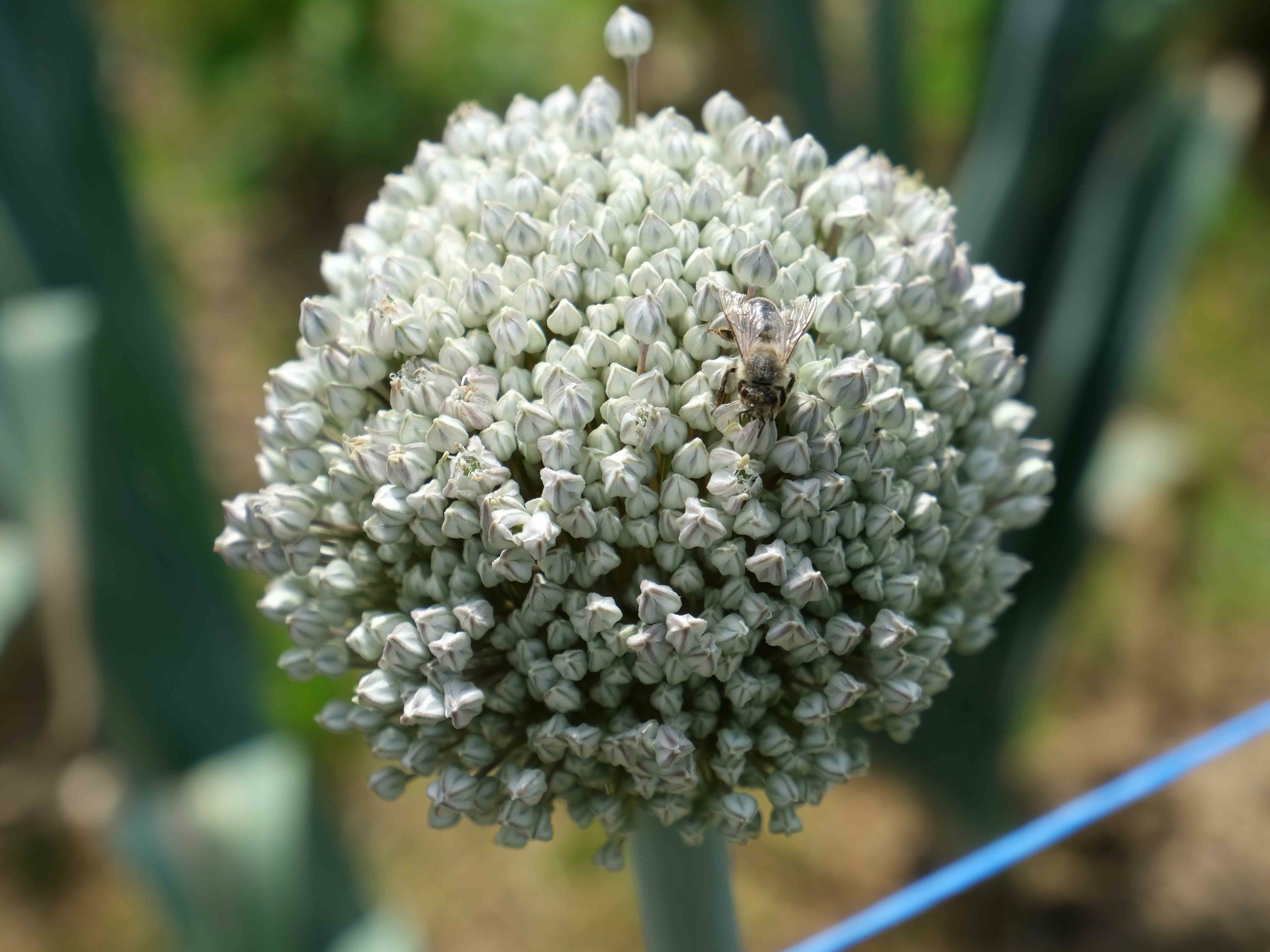 Stabilität für eine blühende Ökozüchtung