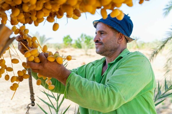 Ein Mann erntet Datteln