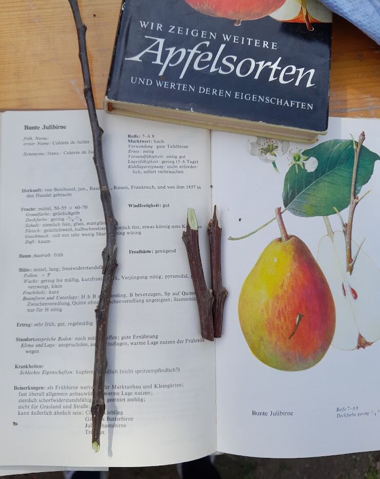 Ein aufgeschlagenes Buch über Apfelsorten