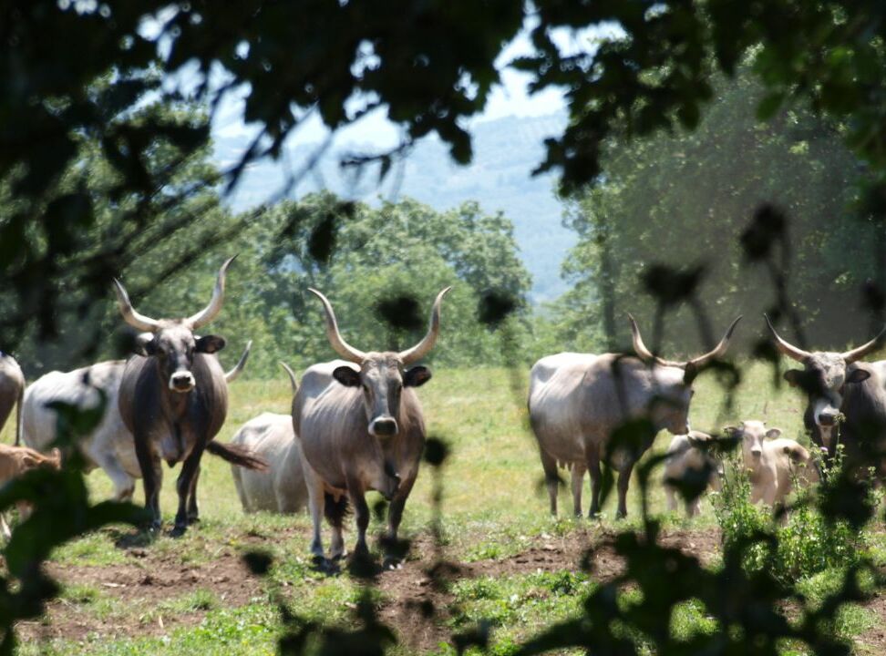Studienfahrt 2025 - "Bio Italia, Bella Italia?"